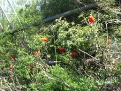 101PARC AUX OISEAUX DANS L AIN 2016 3_000006